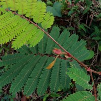Albizia chinensis (Osbeck) Merr.