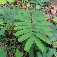 Albizia chinensis (Osbeck) Merr.