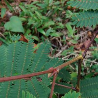 Albizia chinensis (Osbeck) Merr.