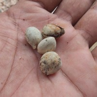 Artocarpus nobilis Thwaites