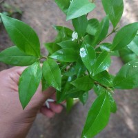 Coffea travancorensis Wight & Arn.