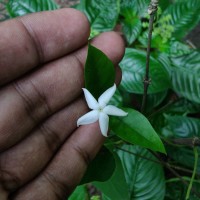 Coffea travancorensis Wight & Arn.