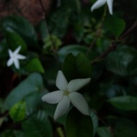 Coffea travancorensis Wight & Arn.