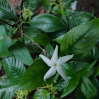 Coffea travancorensis Wight & Arn.