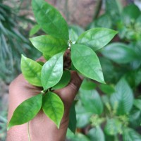 Coffea travancorensis Wight & Arn.