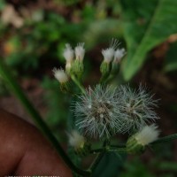 Cyanthillium cinereum (L.) H.Rob.