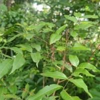 Dimocarpus longan Lour.