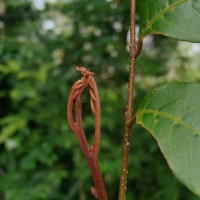 Dimocarpus longan Lour.