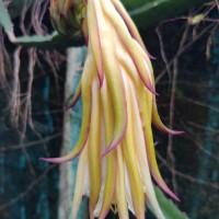 Selenicereus undatus (Haw.) D.R.Hunt