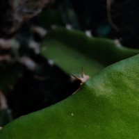 Selenicereus undatus (Haw.) D.R.Hunt