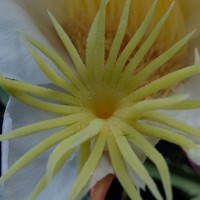 Selenicereus undatus (Haw.) D.R.Hunt