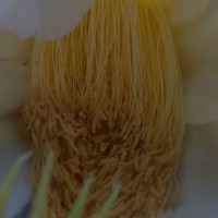 Selenicereus undatus (Haw.) D.R.Hunt