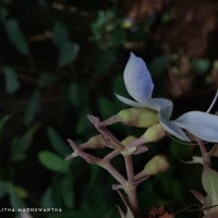 Rotheca serrata (L.) Steane & Mabb.