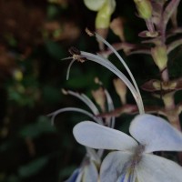 Rotheca serrata (L.) Steane & Mabb.