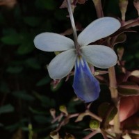 Rotheca serrata (L.) Steane & Mabb.