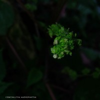 Laportea interrupta (L.) Chew