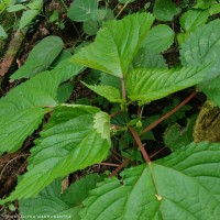 Laportea interrupta (L.) Chew