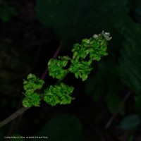 Laportea interrupta (L.) Chew