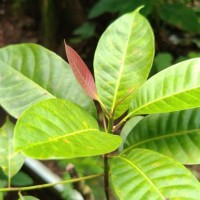 Palaquium petiolare (Thwaites) Engl.