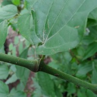 Piper cubeba L.f.