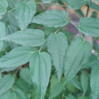 Piper cubeba L.f.