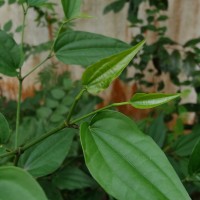 Piper cubeba L.f.
