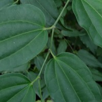 Piper cubeba L.f.