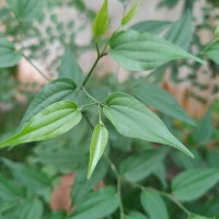 Piper cubeba L.f.
