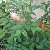 Piper cubeba L.f.