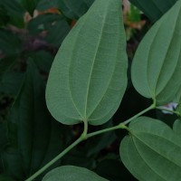 Piper cubeba L.f.