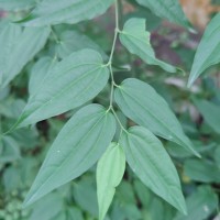 Piper cubeba L.f.