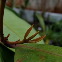 Syzygium aureum Jayasinghe