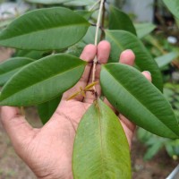 Syzygium aureum Jayasinghe