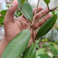Syzygium aureum Jayasinghe