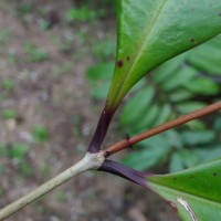 Syzygium aureum Jayasinghe