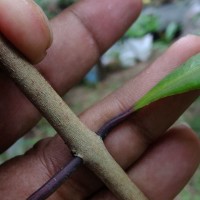 Syzygium aureum Jayasinghe