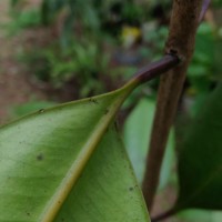 Syzygium aureum Jayasinghe