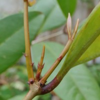 Syzygium aureum Jayasinghe