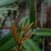 <i>Syzygium aureum</i> Jayasinghe
