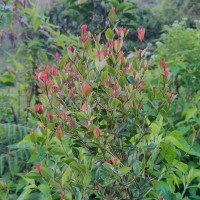 Syzygium spathulatum Thwaites