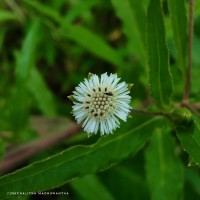 Eclipta prostrata (L.) L.