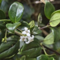 Hedyotis tridentata Ridsdale