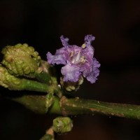 Strobilanthes walkeri Arn. ex Nees