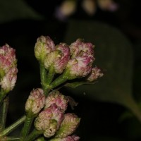 Strobilanthes walkeri Arn. ex Nees