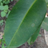 Syzygium hemachandrae Jayasinghe