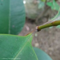 Syzygium hemachandrae Jayasinghe