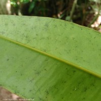 Syzygium hemachandrae Jayasinghe