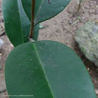 Syzygium hemachandrae Jayasinghe