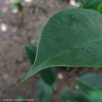 Syzygium hemachandrae Jayasinghe