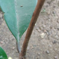 Syzygium hemachandrae Jayasinghe